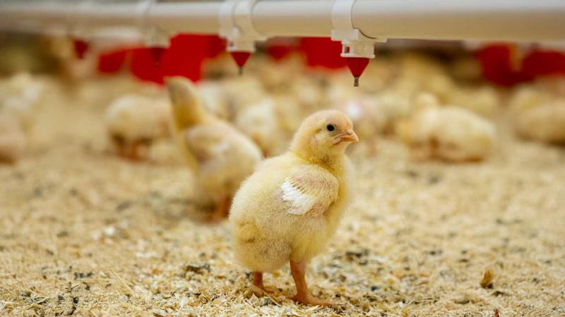 انتظار هشت ماهه ۹۳ فعال صنعت طیور از سران قوا/ برای امنیت غذایی کشور انحصار جوجه یکروزه آرین را بشکنید