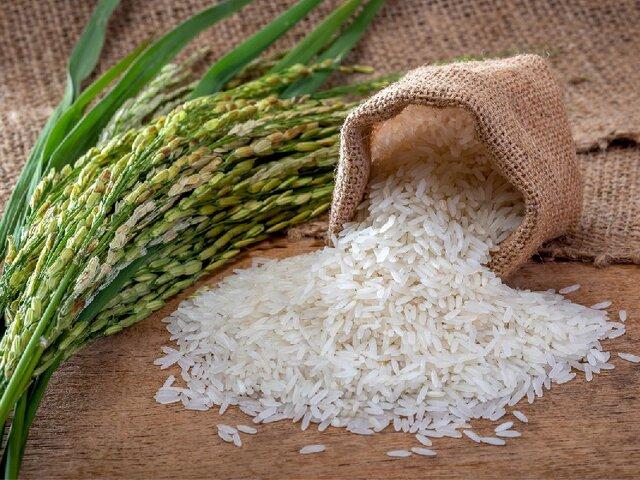 بازار برنج در مسیر آرامش است 